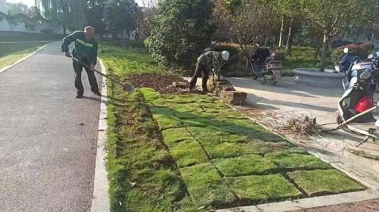 罗山县住建局园林绿化中心：秋季补植补栽 为城市增绿添彩必一体育官网下载(图1)