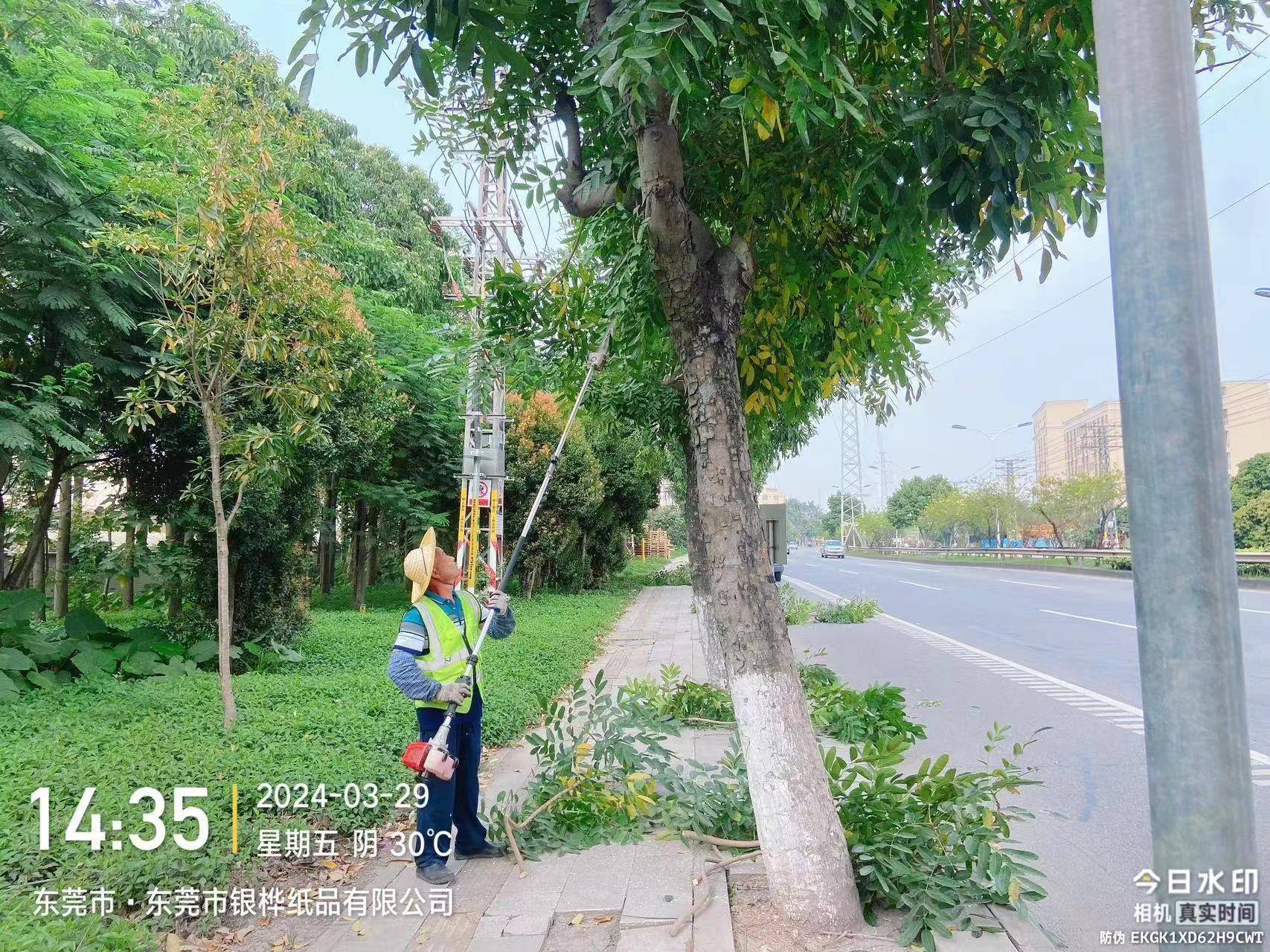 必一体育官网下载东莞中堂城管：全面加强园林绿化安全确保雨季道路排水畅通(图2)