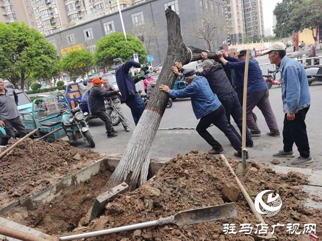 必一体育下载驻马店市园林绿化处开展死树枯枝集中清理行动(图1)